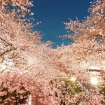 夜桜 ライトアップ 広島